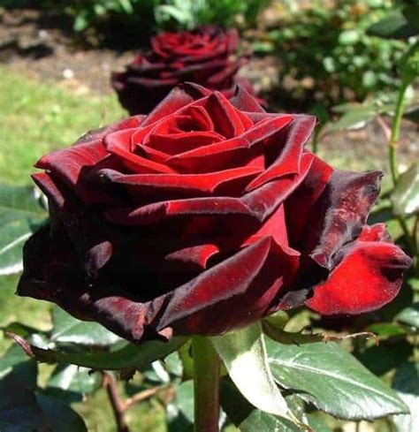 The Black Magic Rose: An Inspiration for Gothic Art and Fashion